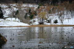 水鳥集う池