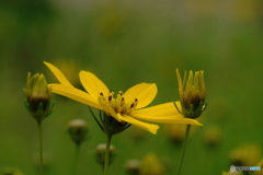 黄色い花　その２