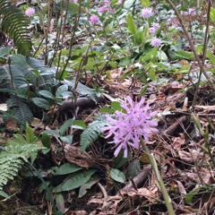 ショウジョウバカマ