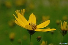 黄色い花　その１