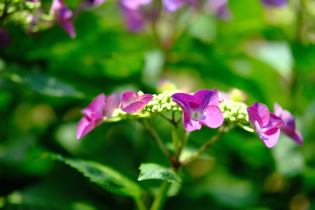 庭の紫陽花　その３