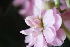 生け花