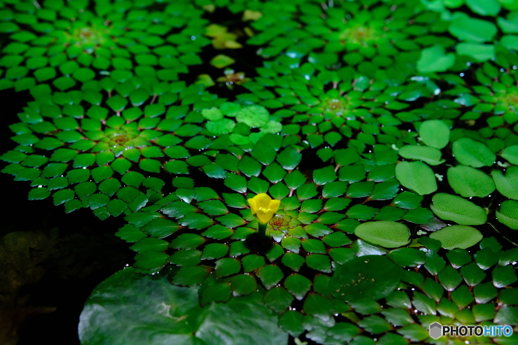 水生植物一輪