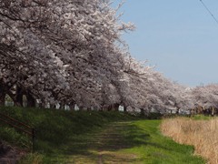 桜並木