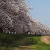 桜並木