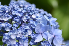 梅雨の贈り物