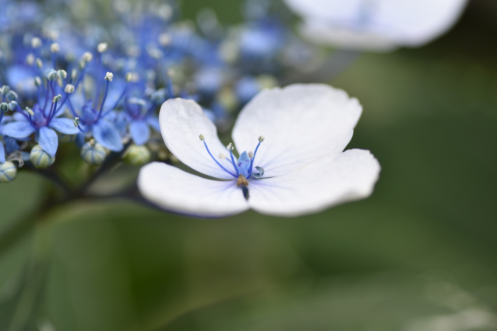 がく紫陽花