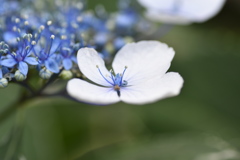 がく紫陽花