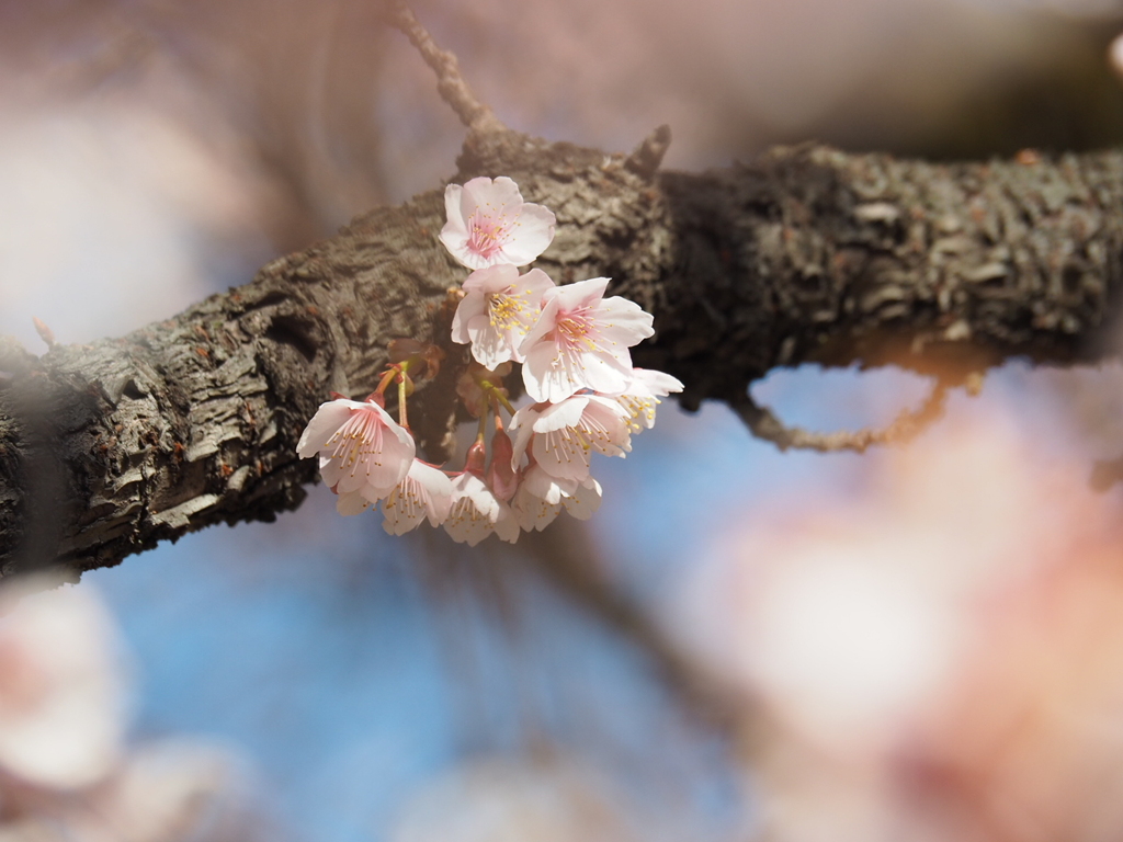 寒桜