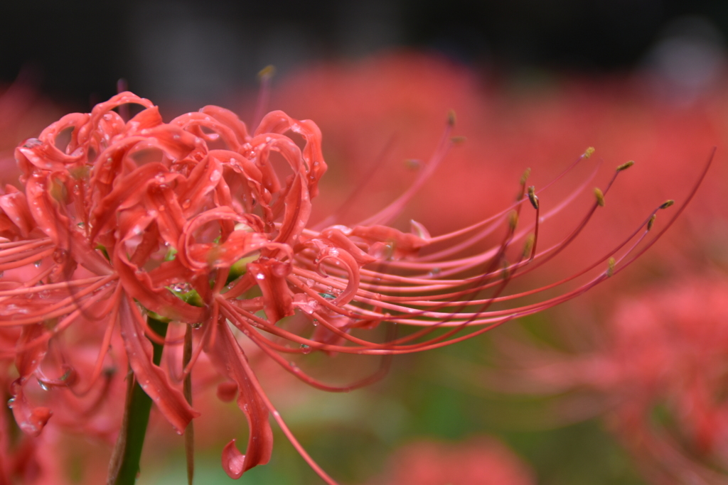 曼珠沙華