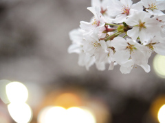 花より、、、？