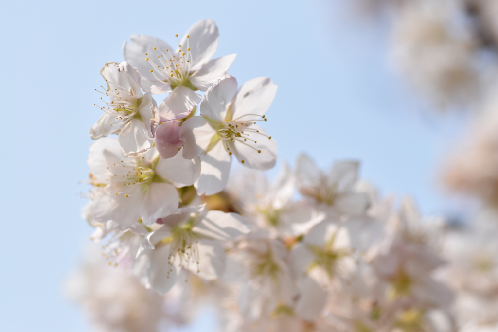 大寒桜