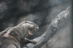 コツメカワウソ