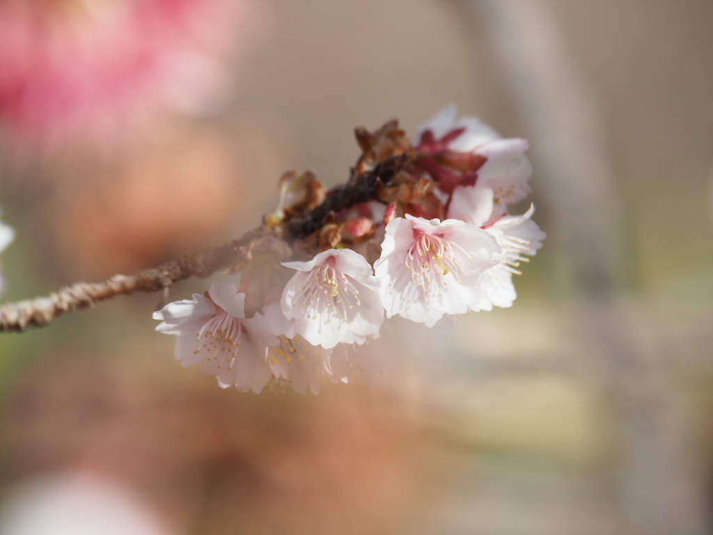 寒桜2