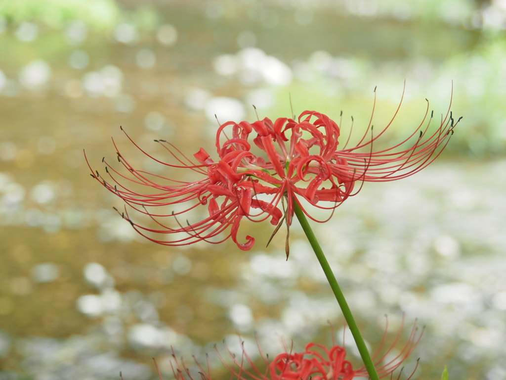 曼珠沙華