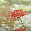 曼珠沙華