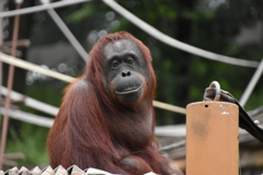 オランウータン
