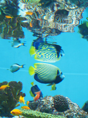 葛西水族館