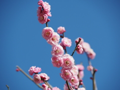 春を告げる花