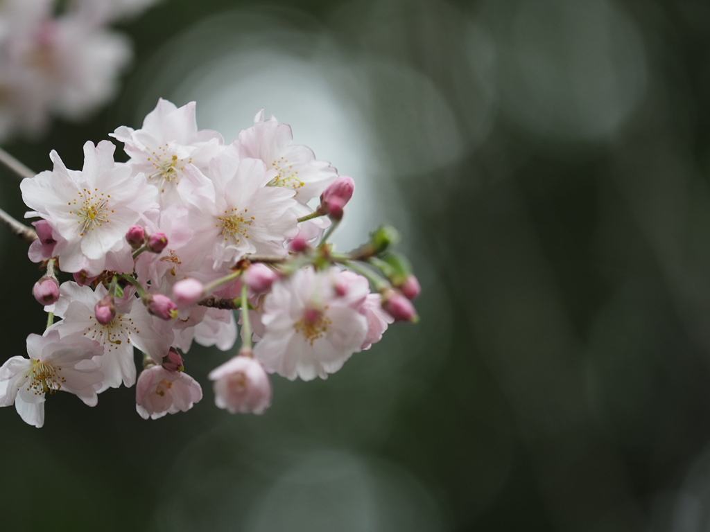 桜