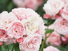 ばらの花束