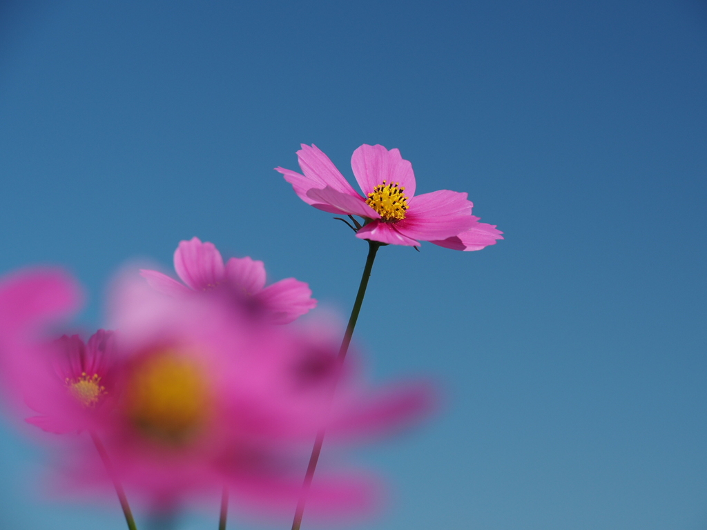 青空に舞う