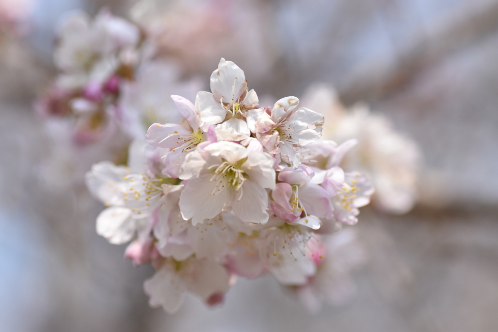 大寒桜  2
