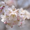 大寒桜  2