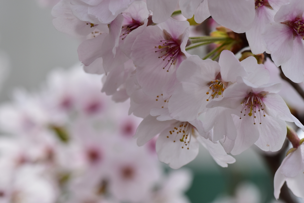 桜-3