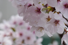桜-3