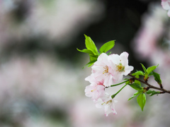 桜-2