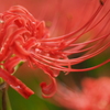 曼珠沙華