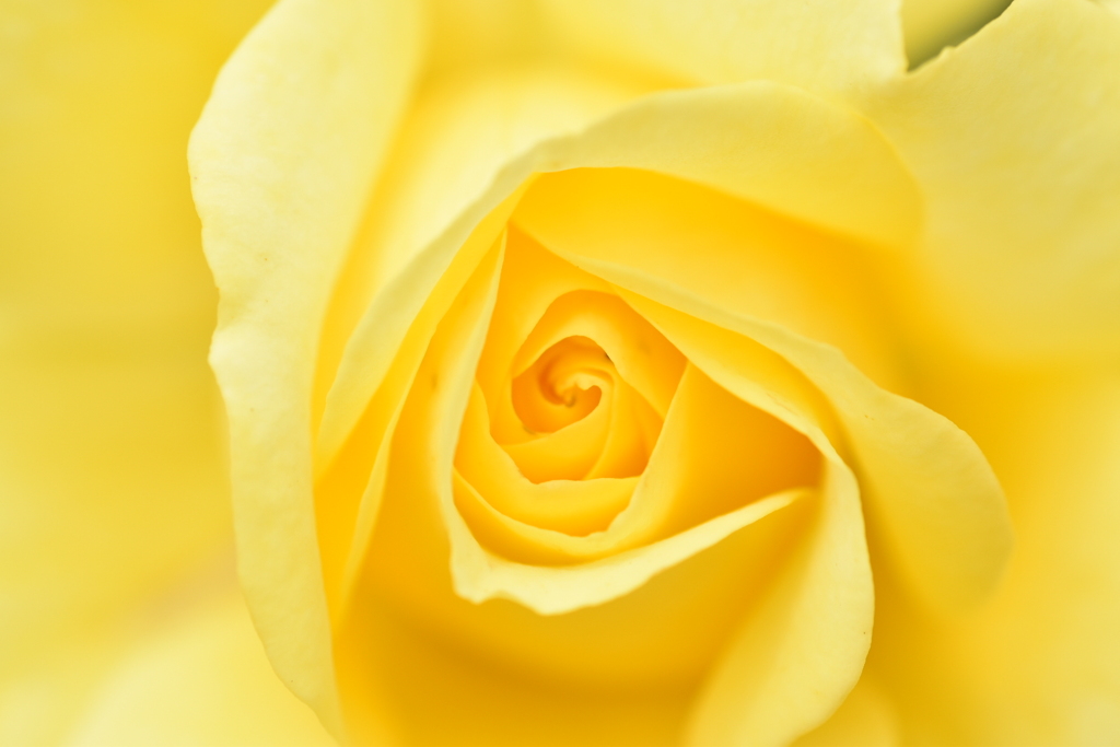 薔薇の好きなあなたへ