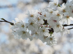 ふわり