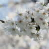 ふわり