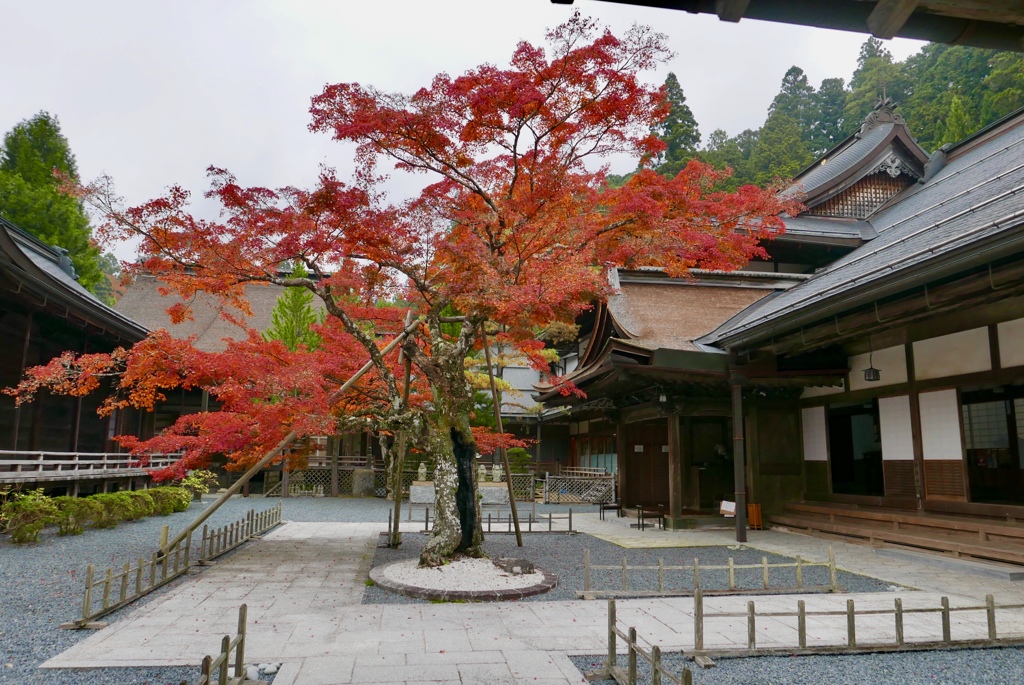 高野山 龍泉院のシンボルツリーの紅葉 By Poruporu Id 写真共有サイト Photohito