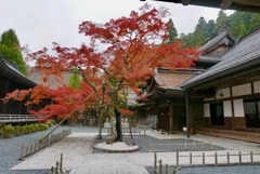 高野山 龍泉院のシンボルツリーの紅葉