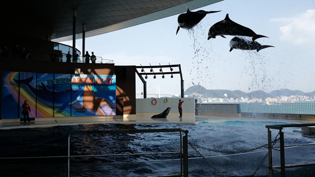 海響館 イルカのショー