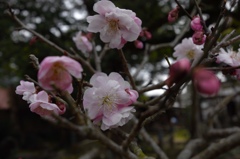 青井阿蘇神社の庭園 咲き分け桃