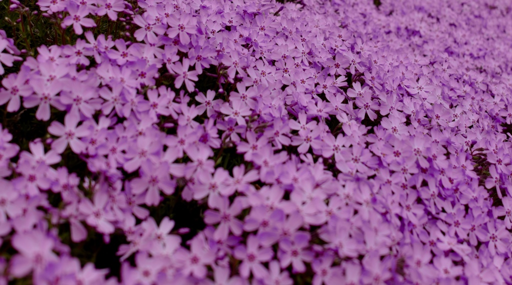 芝桜も満開に