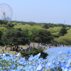 国営ひたち海浜公園