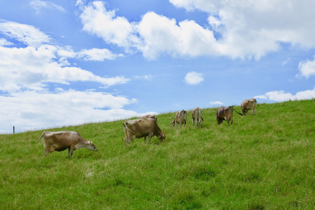 牧場で草を喰む牛たち