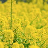 菜の花畑