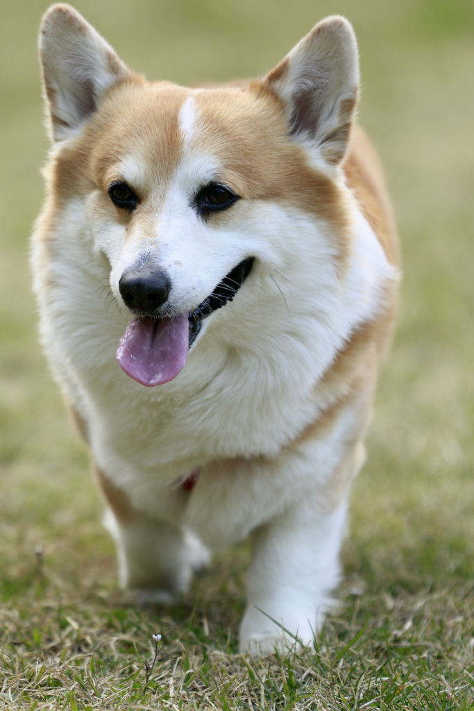 春散歩