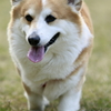 春散歩
