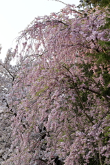 枝垂れ桜