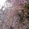 枝垂れ桜