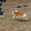 おいらだって飛べるんだ‼︎