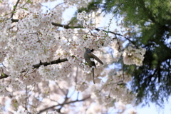 ちゃんとお花見してるよ