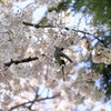 ちゃんとお花見してるよ
